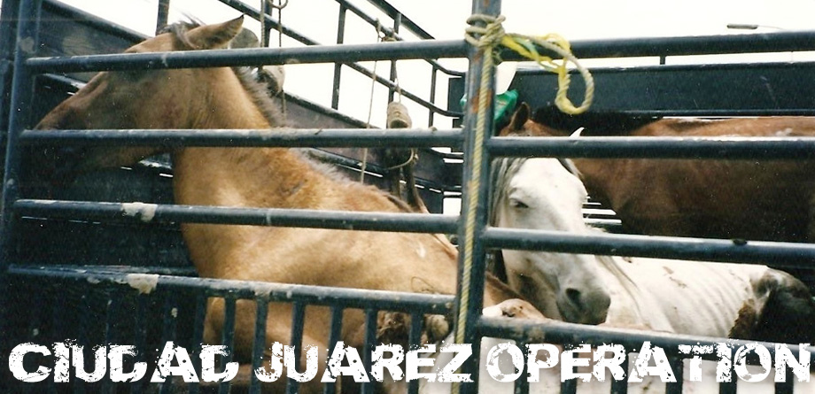Operation Juarez Ciudad