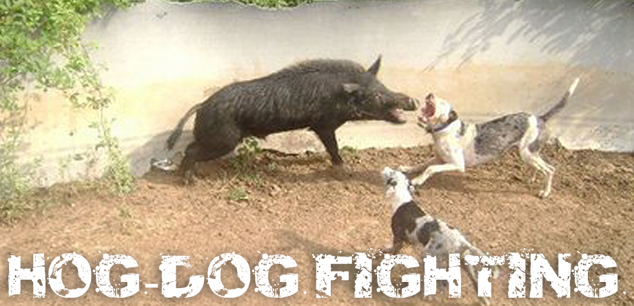 Hog Dog Rodeos  ARM Investigations