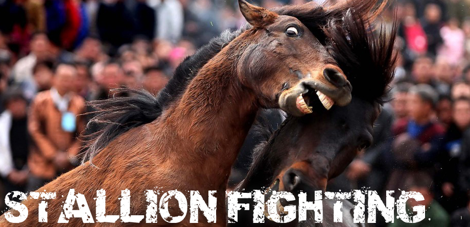 Stallion Fighting  ARM Investigations