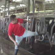 Larson Dairy Farm Florida
