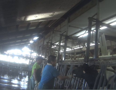 Larson Dairy Farm Florida