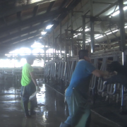 Larson Dairy Farm Florida