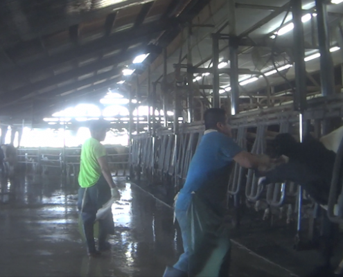 Larson Dairy Farm Florida