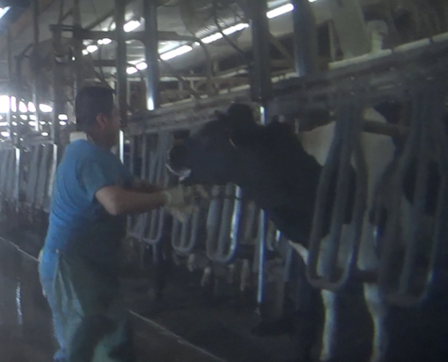 Larson Dairy Farm Florida