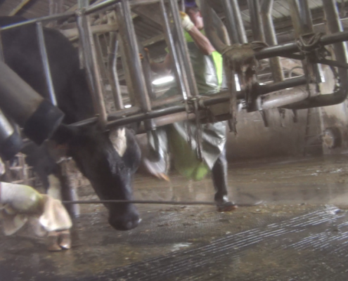 Larson Dairy Farm Florida