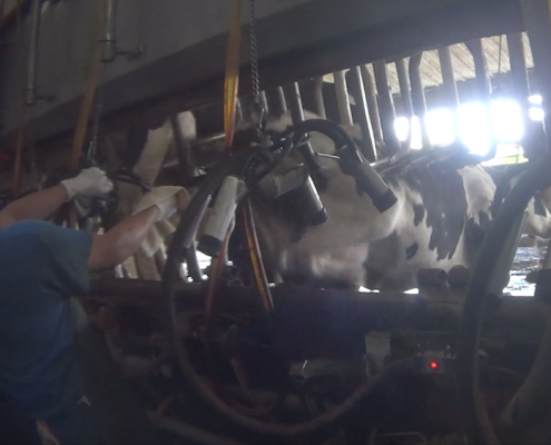 Larson Dairy Farm Florida