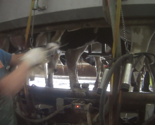 Larson Dairy Farm Florida