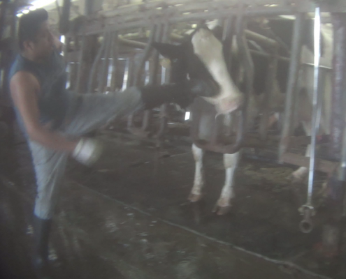 Larson Dairy Farm Florida