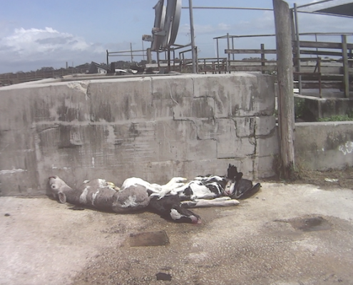 Larson Dairy Farm Florida