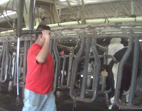 Larson Dairy Farm Florida