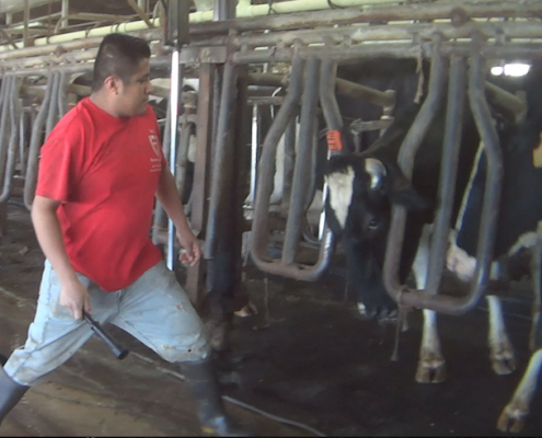 Larson Dairy Farm Florida