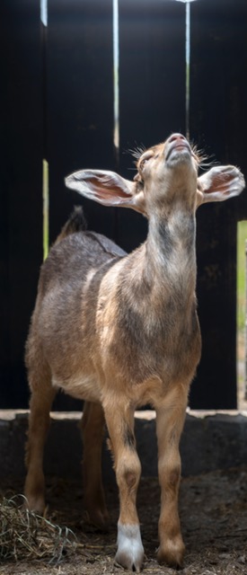 donate to animal recovery mission