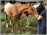 horse neglect rescue