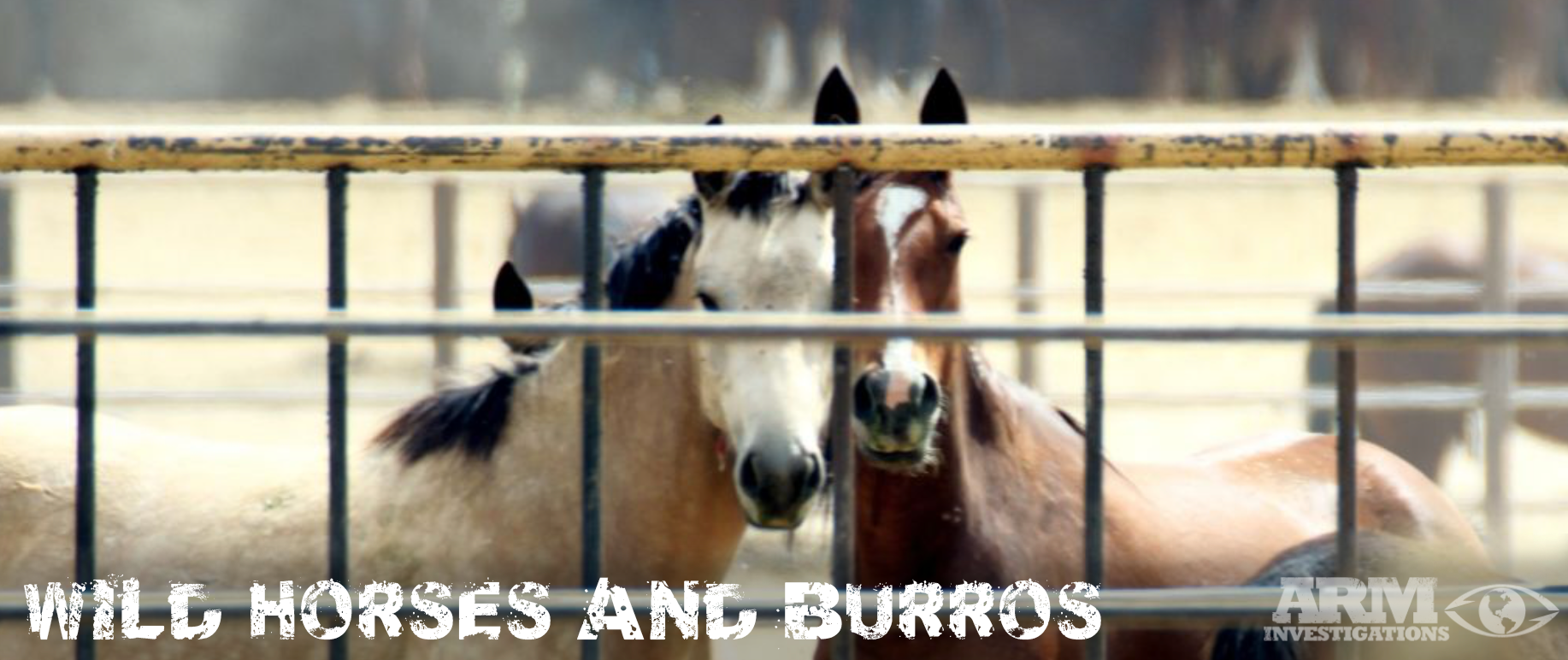 Wild Horses and Burros