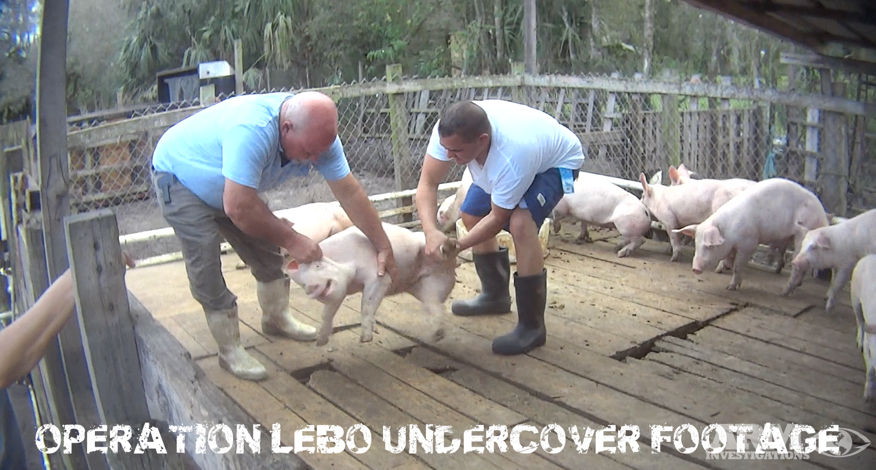Operation Lebo Undercover Footage