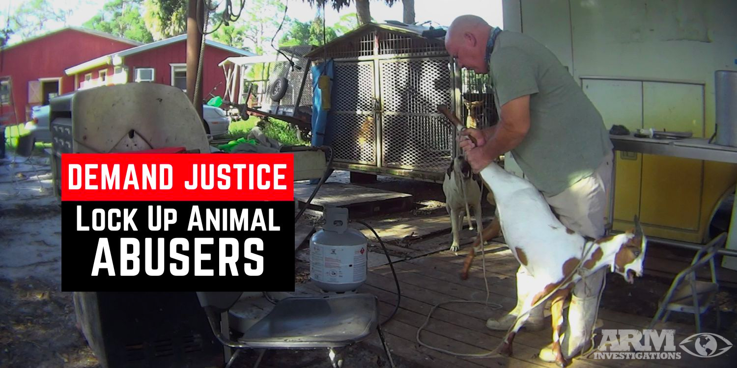 Demand Justice Lock up Animal Abusers