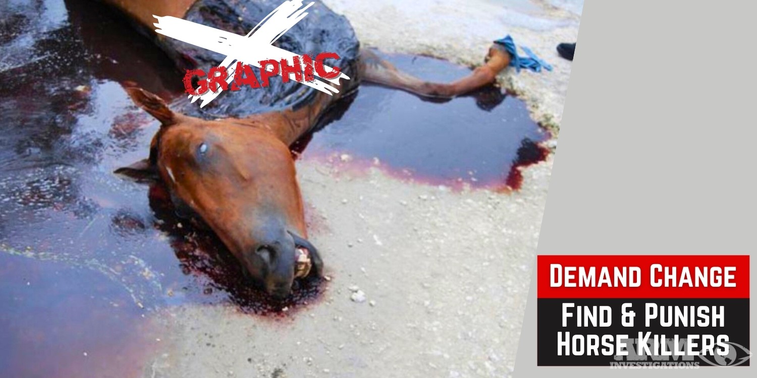 Petition: Protect Florida’s Horses from Brutal Slaughter