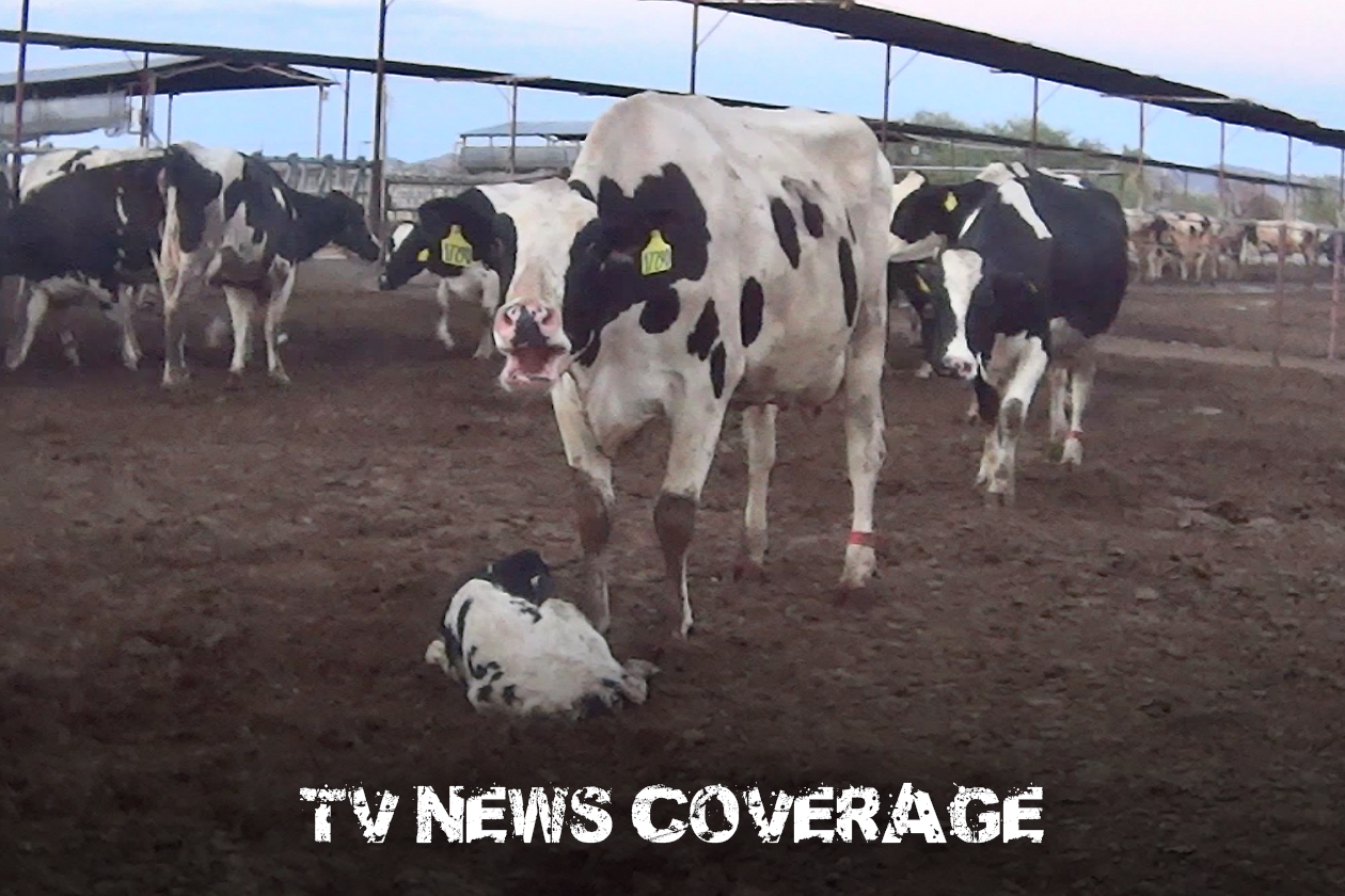 TV News Coverage - Rainbow Valley Dairy