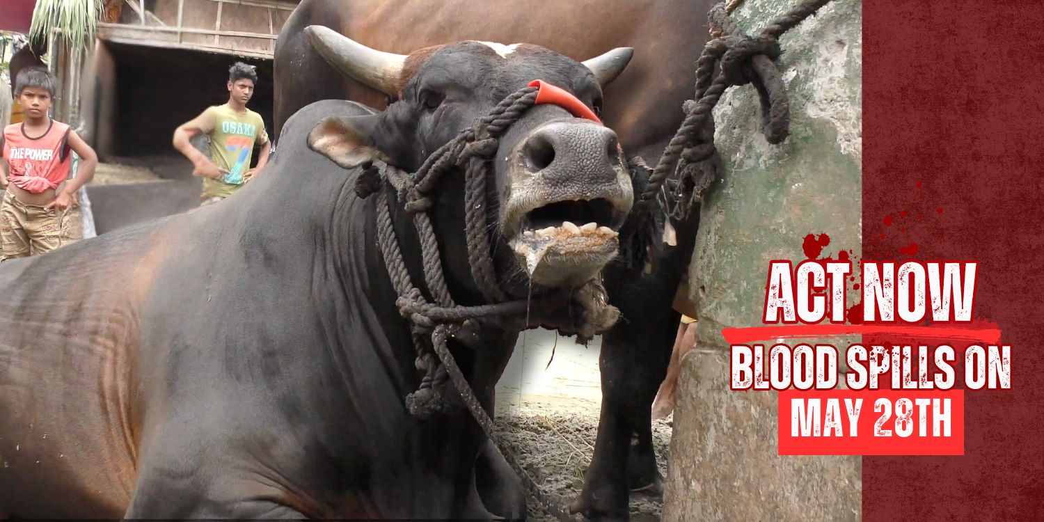 Stop Supporting Dairy