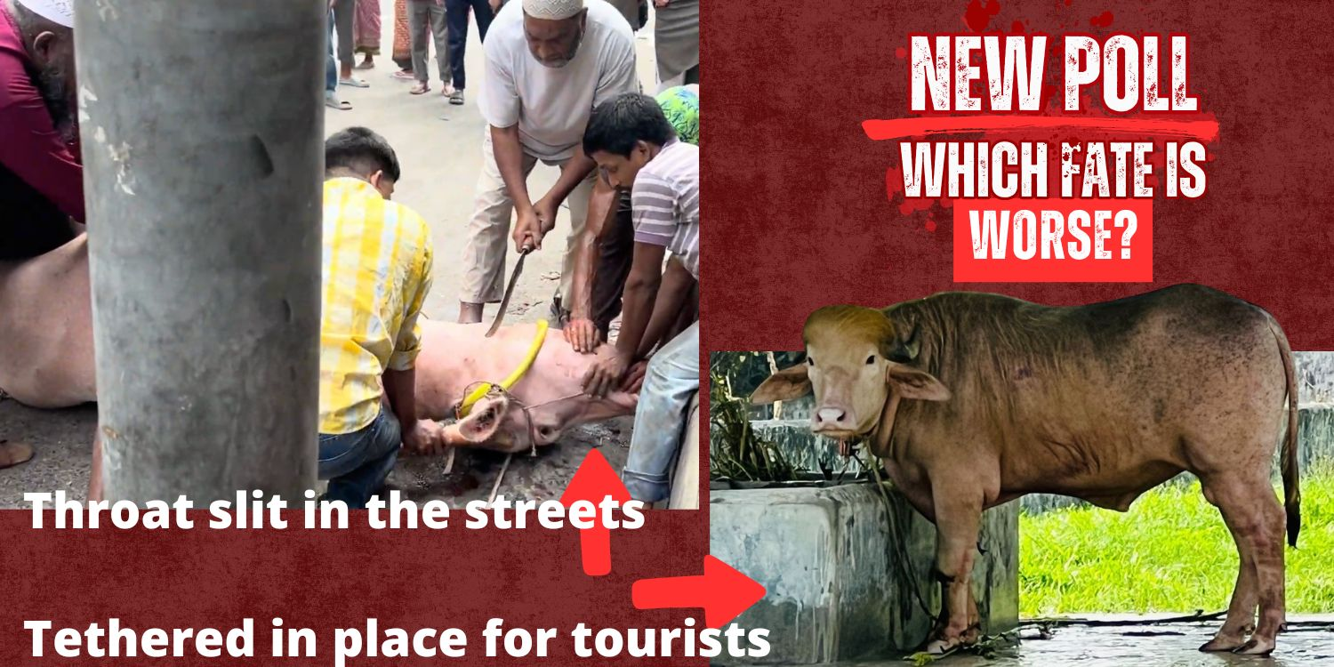 End the EID Festival